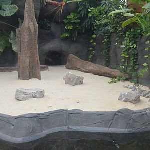 Chimpanzee Lookout (Crocodile Enclosure) at Colchester, 13/08/16
