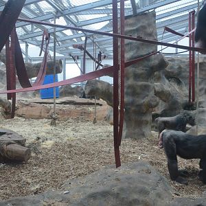 Chimpanzee Lookout (Chimp Indoor Enclosures) at Colchester, 13/08/16