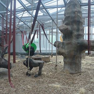 Chimpanzee Lookout (Chimp Indoor Enclosures) at Colchester, 13/08/16