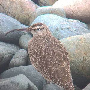 Hudsonian Whimbrel