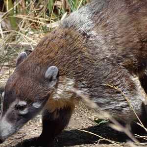 White-Nosed Coati