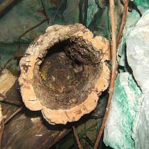 Leachie`s Giant Gecko