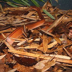 Chinese Bamboo Ratsnake (Oreocryptophis porphyraceus vaillanti)
