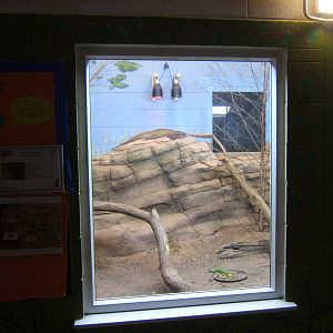 Rhinoceros Iguana exhibit