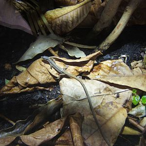 Six-lined Grass Lizard