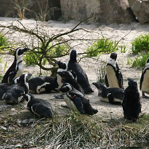 African penguins