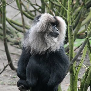 Lion-tailed macaque