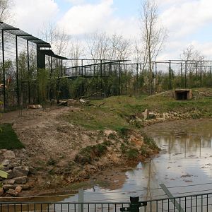 Siberian tiger exhibit