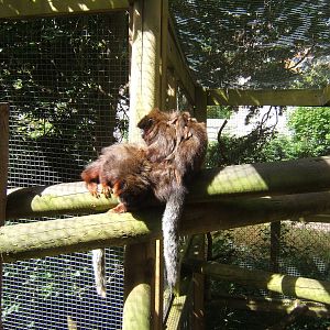 Red Titi family grooming