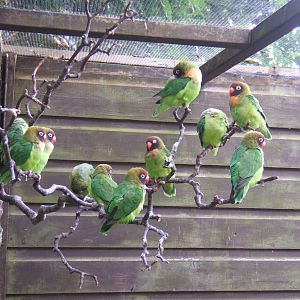 Black-cheeked Lovebird