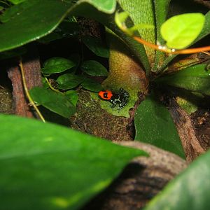 Benedict`s Dart Frog (Ranitomeya benedicta)