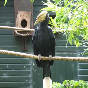Black Hornbill