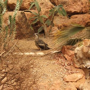 Bush Thick-knee (Burhinus grallarius)