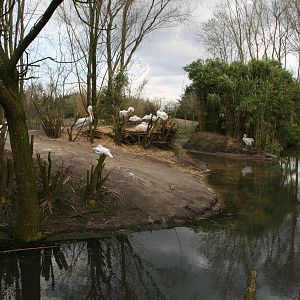Dalmatian pelican exhibit
