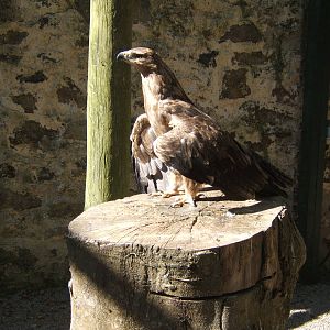 Indian Tawny Eagle