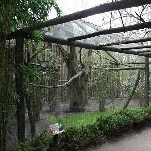 White-faced saki exhibit