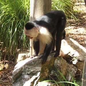 White-throated Capuchin