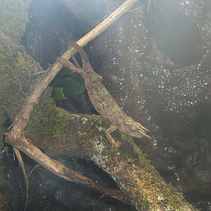 Jacksons Three-horned Chameleon