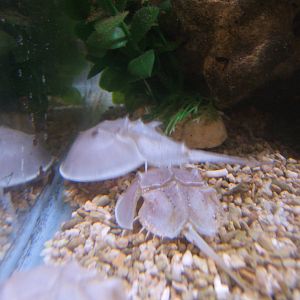 Atlantic Horseshoe Crabs
