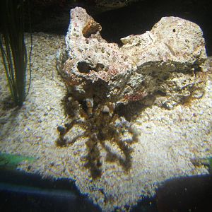 Decorator Crab