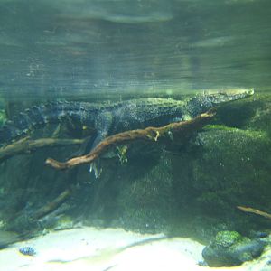 Cuvier`s Dwarf Caiman