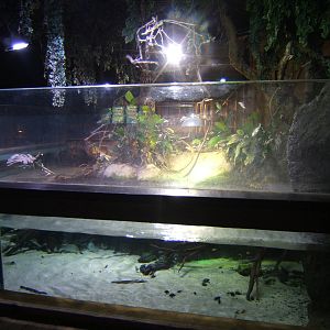 View of Cuvier`s Dwarf Caiman exhibit