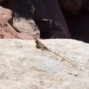 Collared Lizard (I am pretty sure)