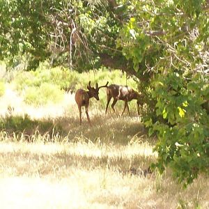 Mule deer at Dinosaur National Monument