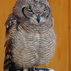Owl, Jihlava Zoo