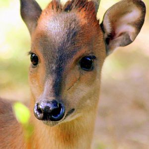 Red forest duiker; London Zoo; 14th August 2016