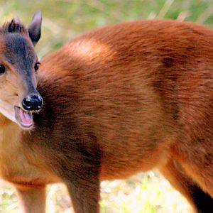Red forest duiker; London Zoo; 14th August 2016