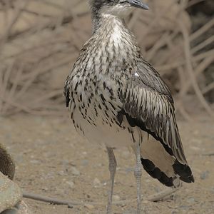 Bush thick-knee