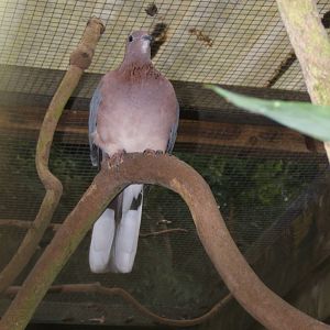 Laughing Dove