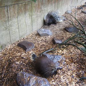 Two species of Porcupine in one picture