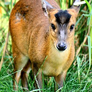 Reeves' muntjac; London Zoo (Three Island Pond) ; 14th August 2016