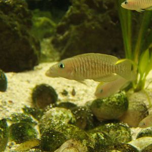 Multi Shelldweller (Neolamprologus multifasciatus)