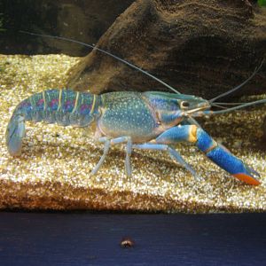 Red Claw Crayfish (Cherax quadricarinatus)