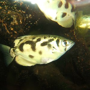 Clouded Archerfish (Toxotes blythii)