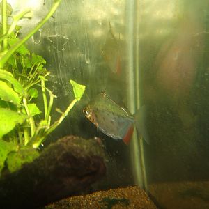 Big Spot Silver Dollar