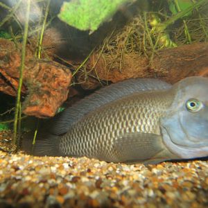 Lionhead Cichlid
