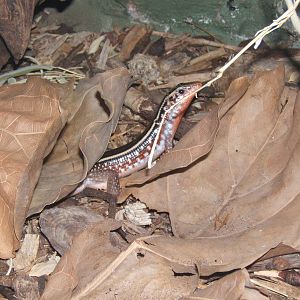 Madagascar Girdled Lizard