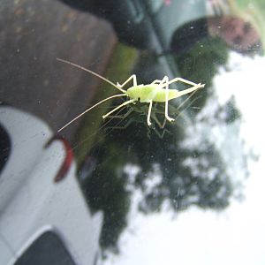 Found on my car window in Bristol Zoo car park