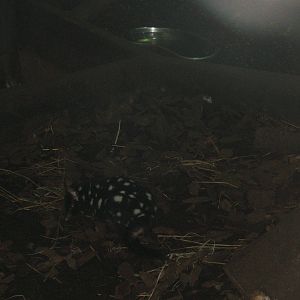 Eastern Quoll