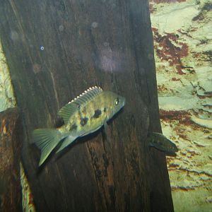 East Coast Grey Cichlid (Ptychochromis sp)