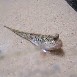 Dwarf Indain Mudskipper (Periopthalmus novemradiatus)
