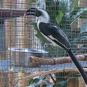 Von der Doeckens Hornbill