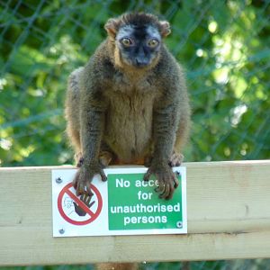 Red-fronted Lemur, August 2016