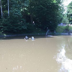 Grey Seal - Zoo Gdansk 20.07.16.