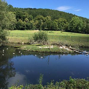 Pelican lake - Zoo Gdansk 20.07.16.