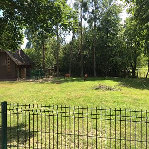 Bongo - Zoo Gdansk 20.07.16.